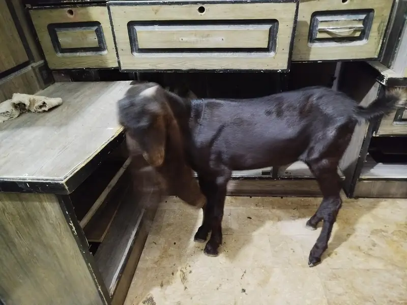 pure Kamori bakra — photo 4