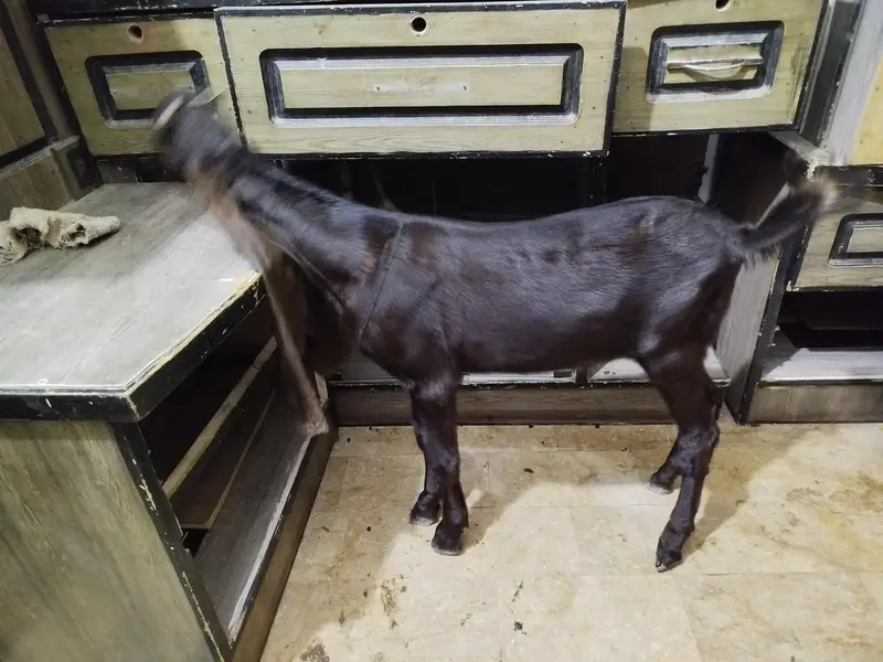 pure Kamori bakra — photo 5
