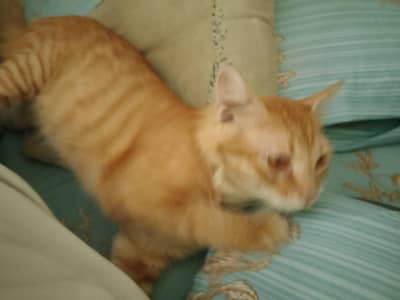 13 months old Mixed breed male cat