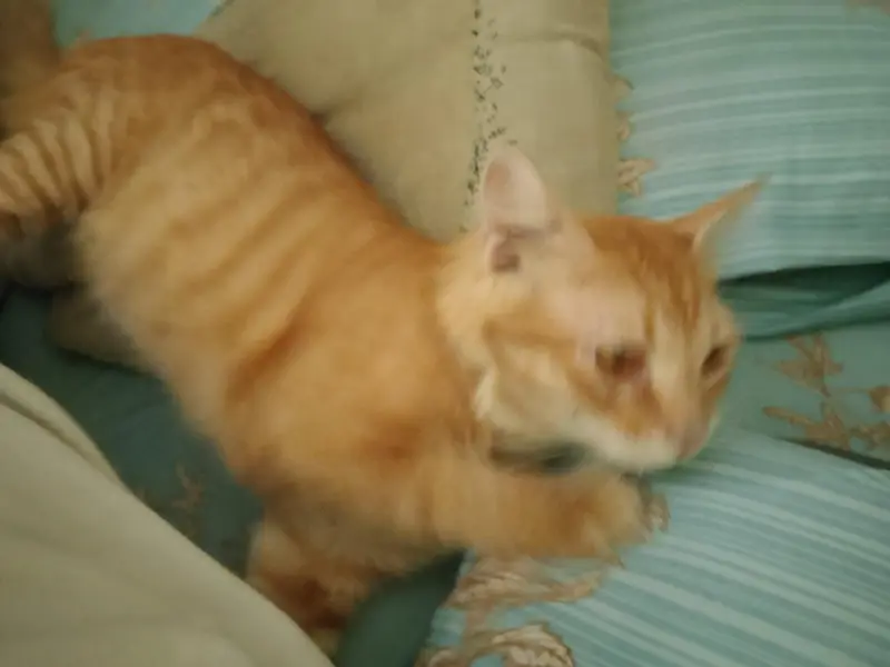 13 months old Mixed breed male cat — photo 2