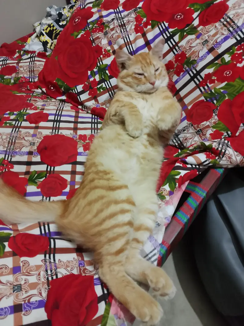 13 months old Mixed breed male cat — photo 3
