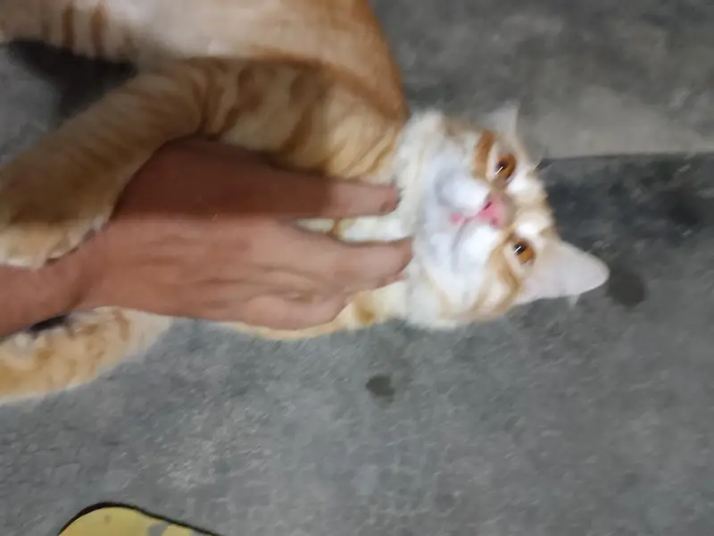 13 months old Mixed breed male cat — photo 4