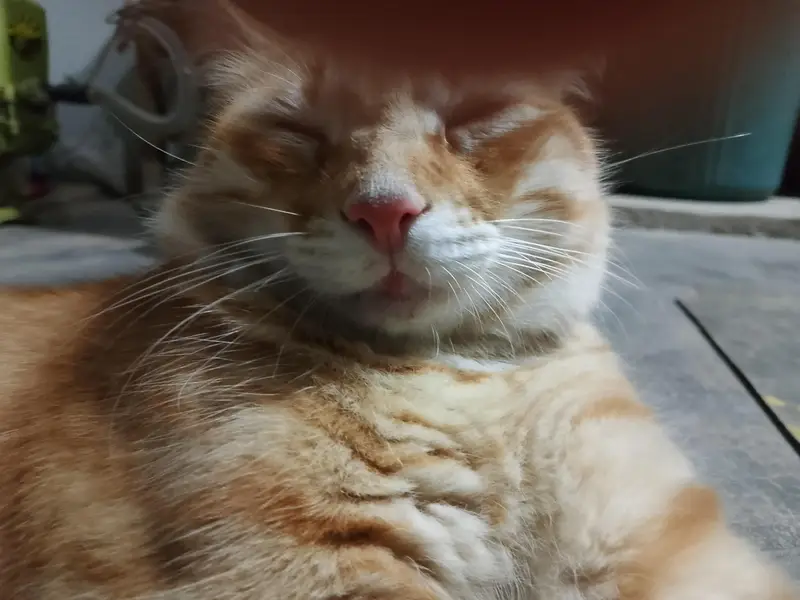 13 months old Mixed breed male cat — photo 5