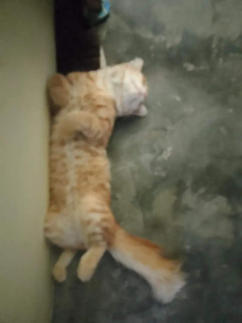 13 months old Mixed breed male cat — photo 6