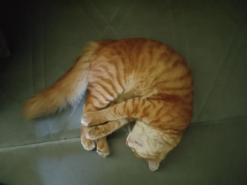 13 months old Mixed breed male cat — photo 7