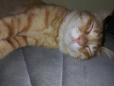 13 months old Mixed breed male cat