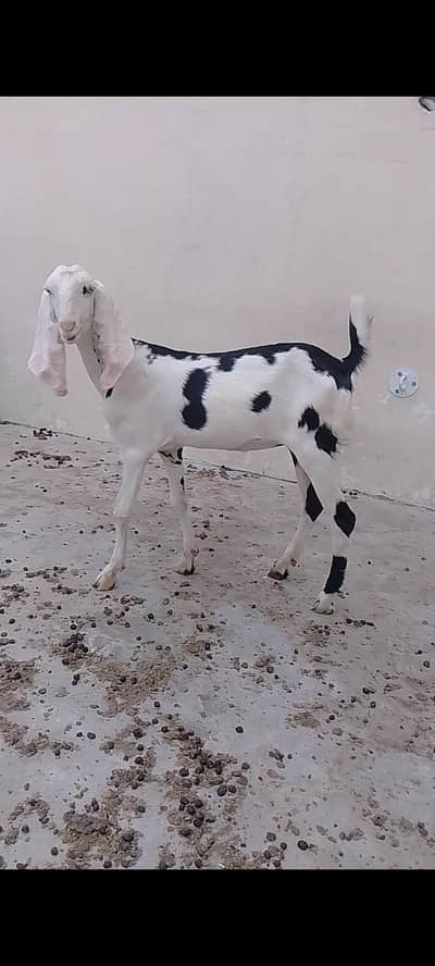Pair path for sale wattsapp 03236897795