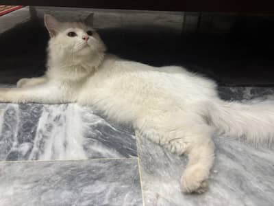 Persian cat