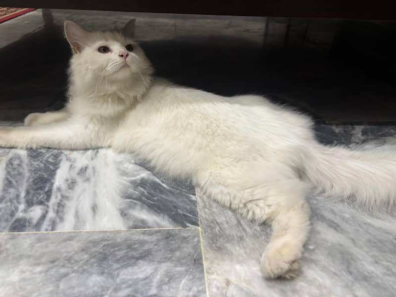Persian cat 0