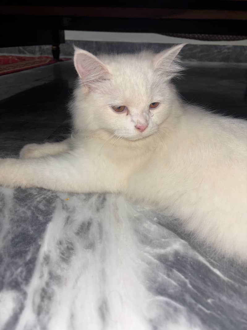 Persian cat 1