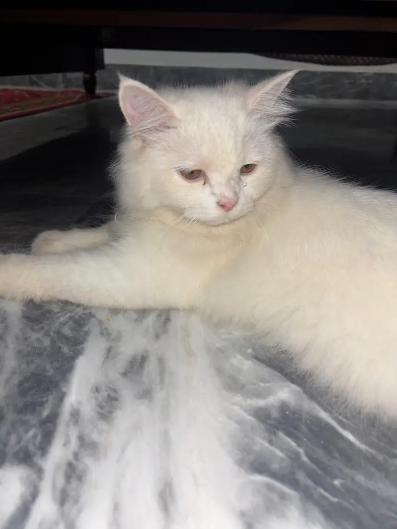 Persian cat — photo 2