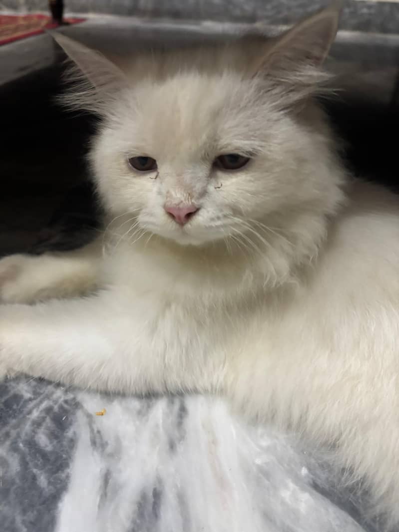 Persian cat 2