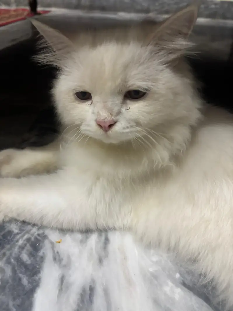 Persian cat — photo 3