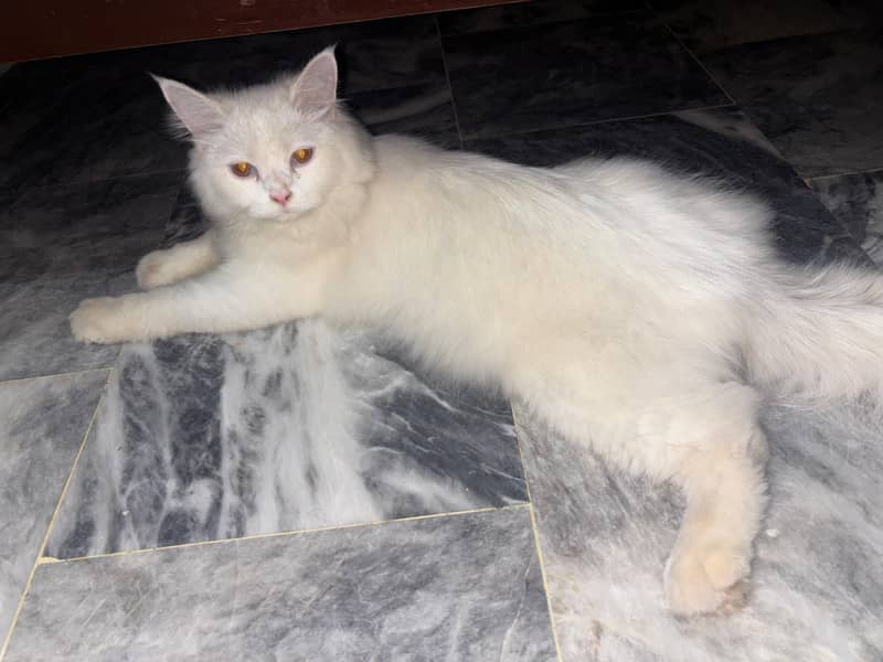 Persian cat 3