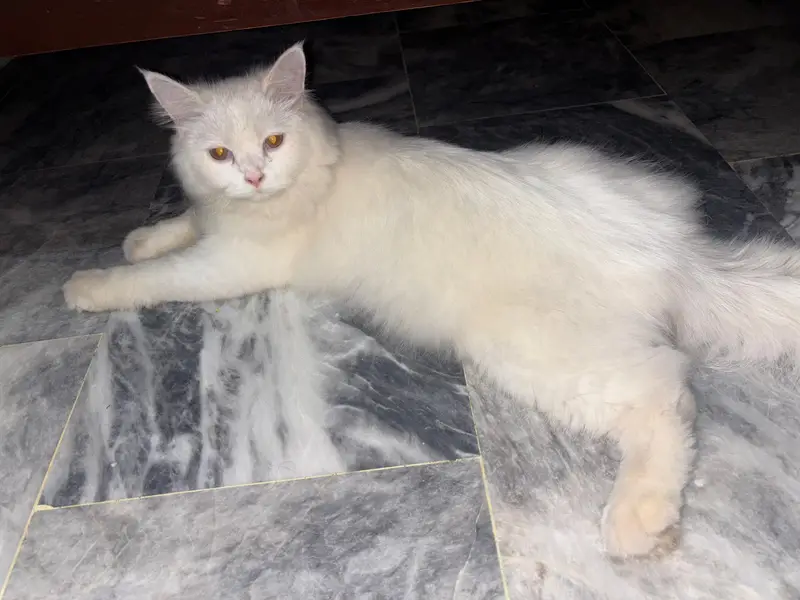 Persian cat — photo 4