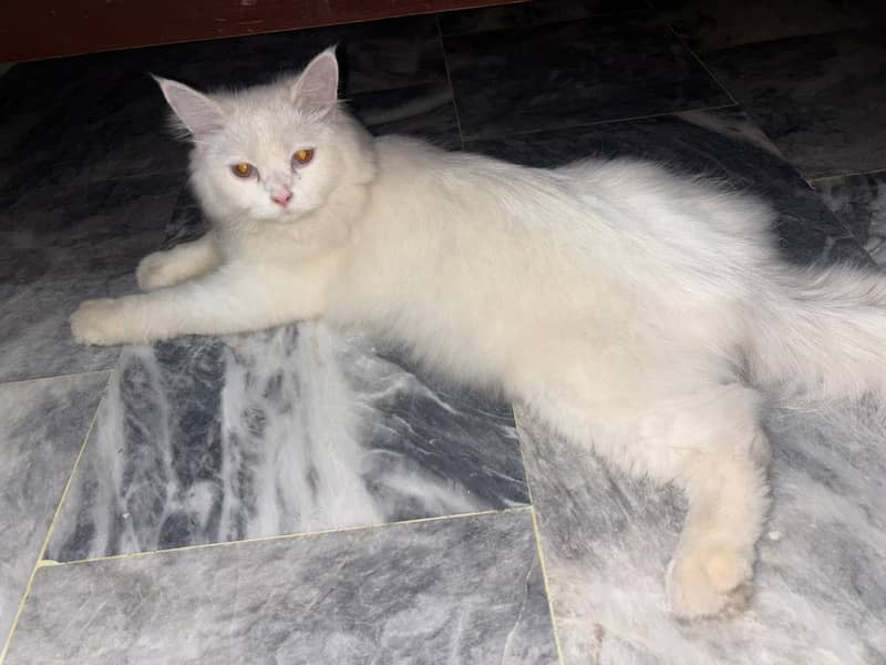 Persian cat 4