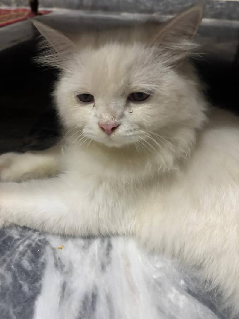 Persian cat 5