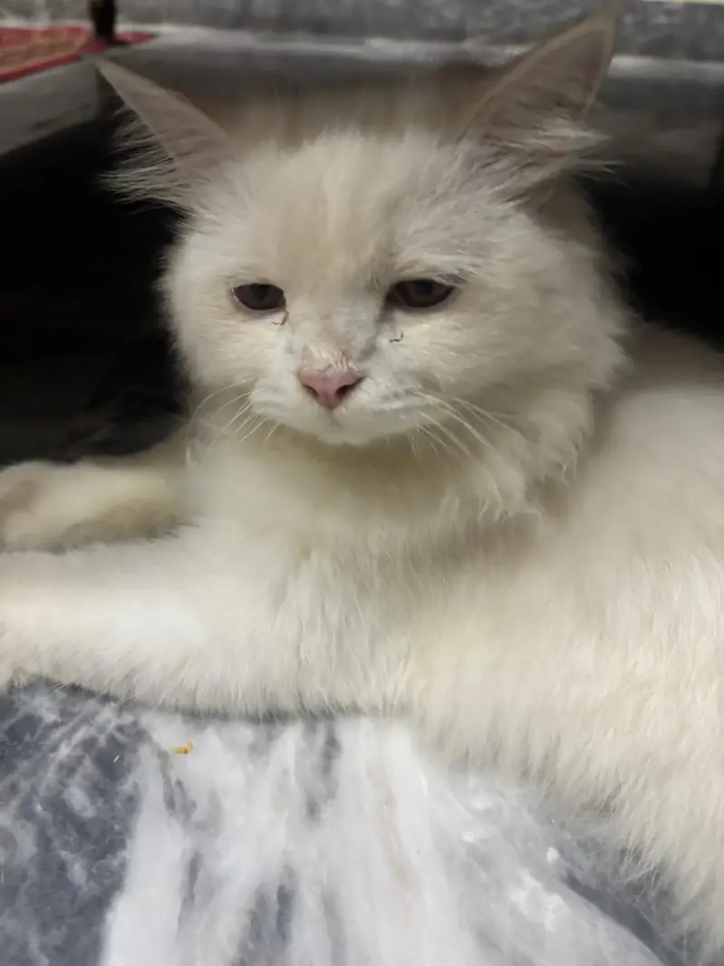 Persian cat — photo 6