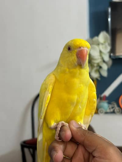 Yellow Ring neck