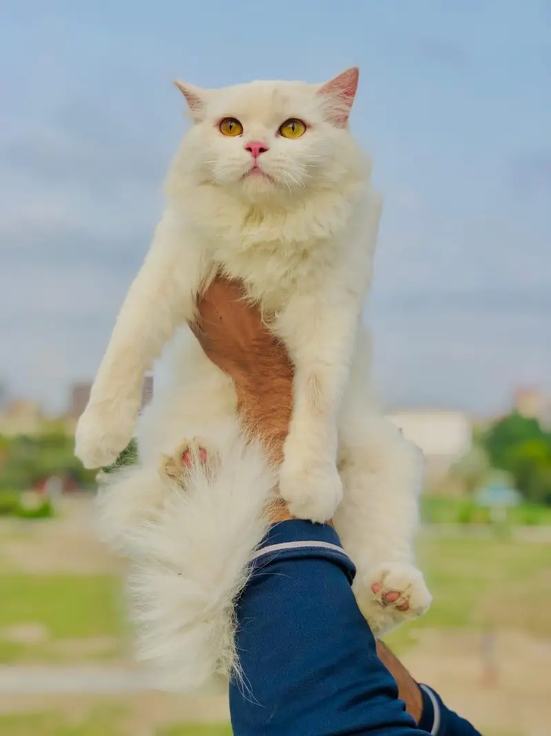 cash on delivery Persian kitten cats — photo 2