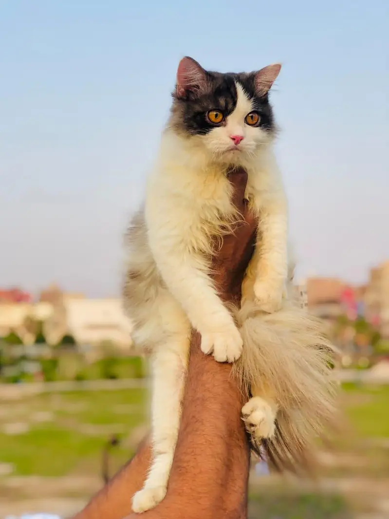 cash on delivery Persian kitten cats — photo 5