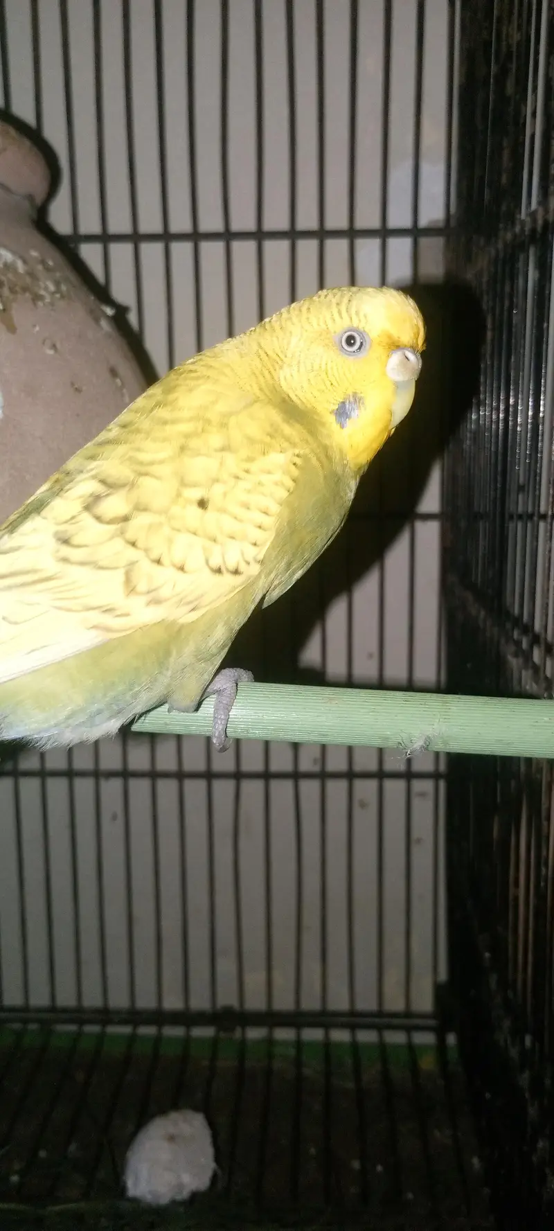 king  size pair ready to breed — photo 2