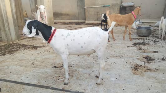 black ablak khassi kheera bacha vip cheez Gali Wala bacha ha video ava