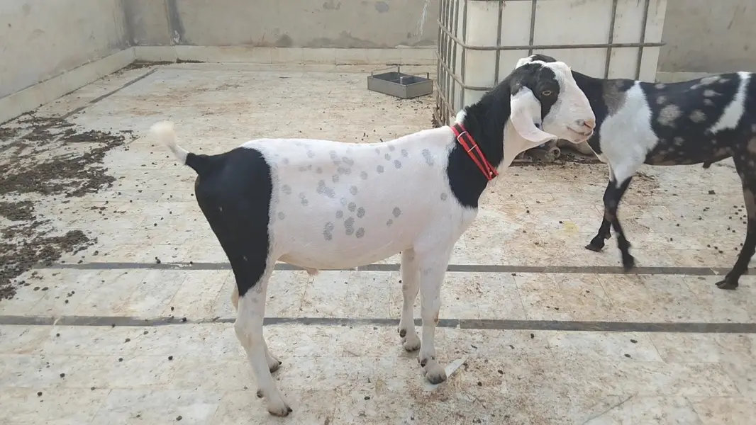 black ablak khassi kheera bacha vip cheez Gali Wala bacha ha video ava — photo 2