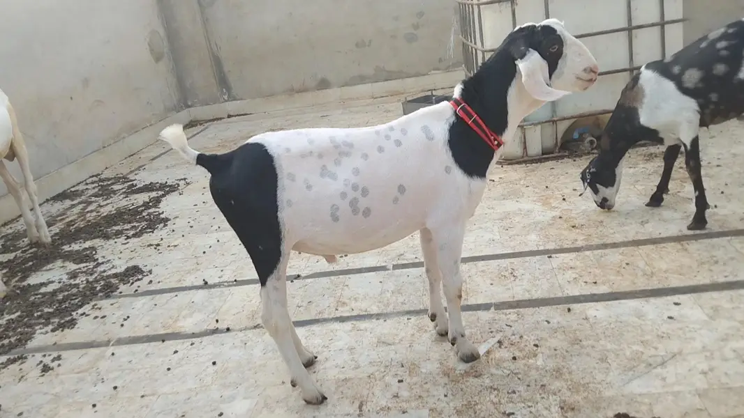 black ablak khassi kheera bacha vip cheez Gali Wala bacha ha video ava — photo 3