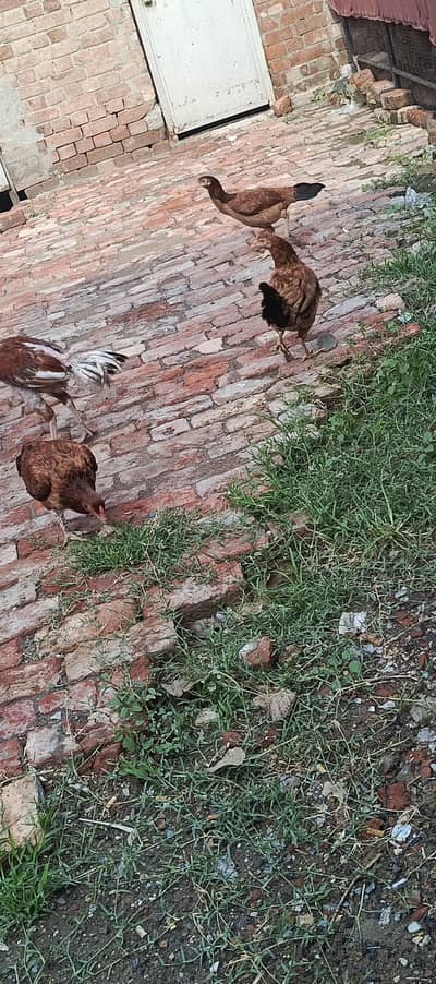 aseel hens