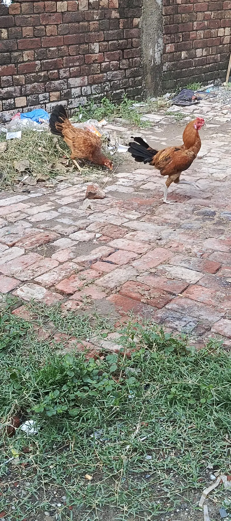 aseel hens — photo 2