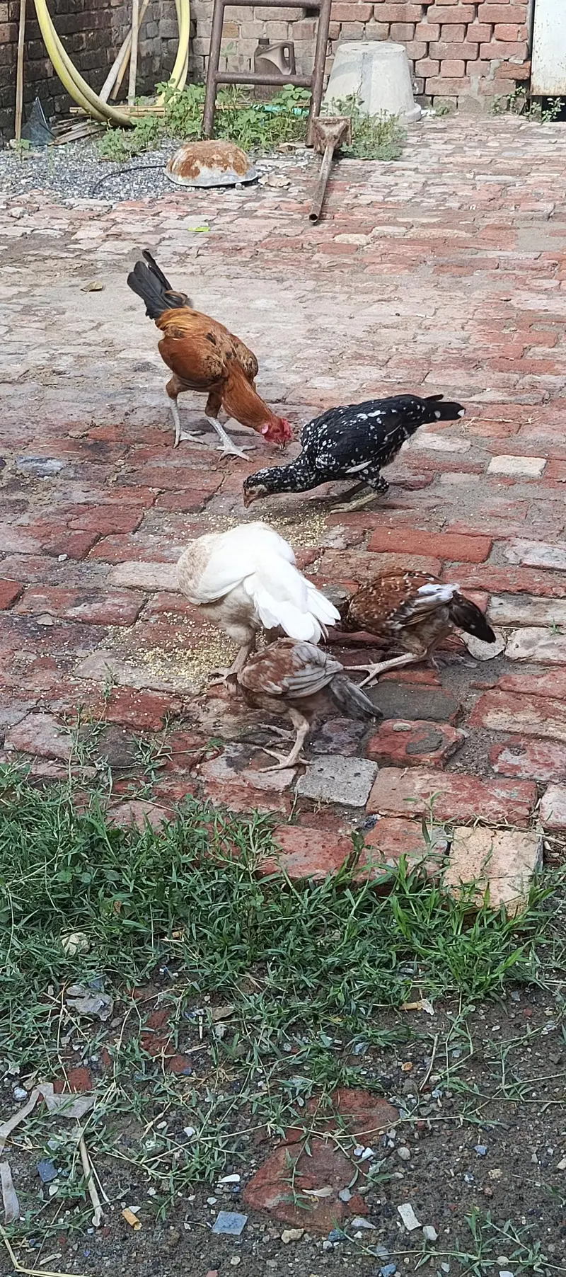 aseel hens — photo 3