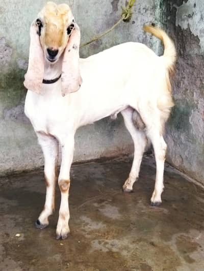 Beautiful Bakra