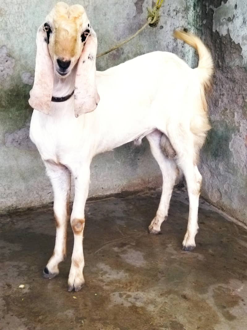 Beautiful Bakra 0
