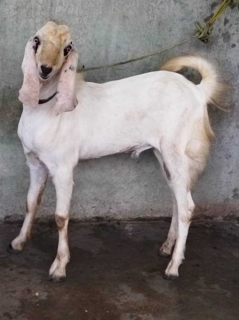Beautiful Bakra 1
