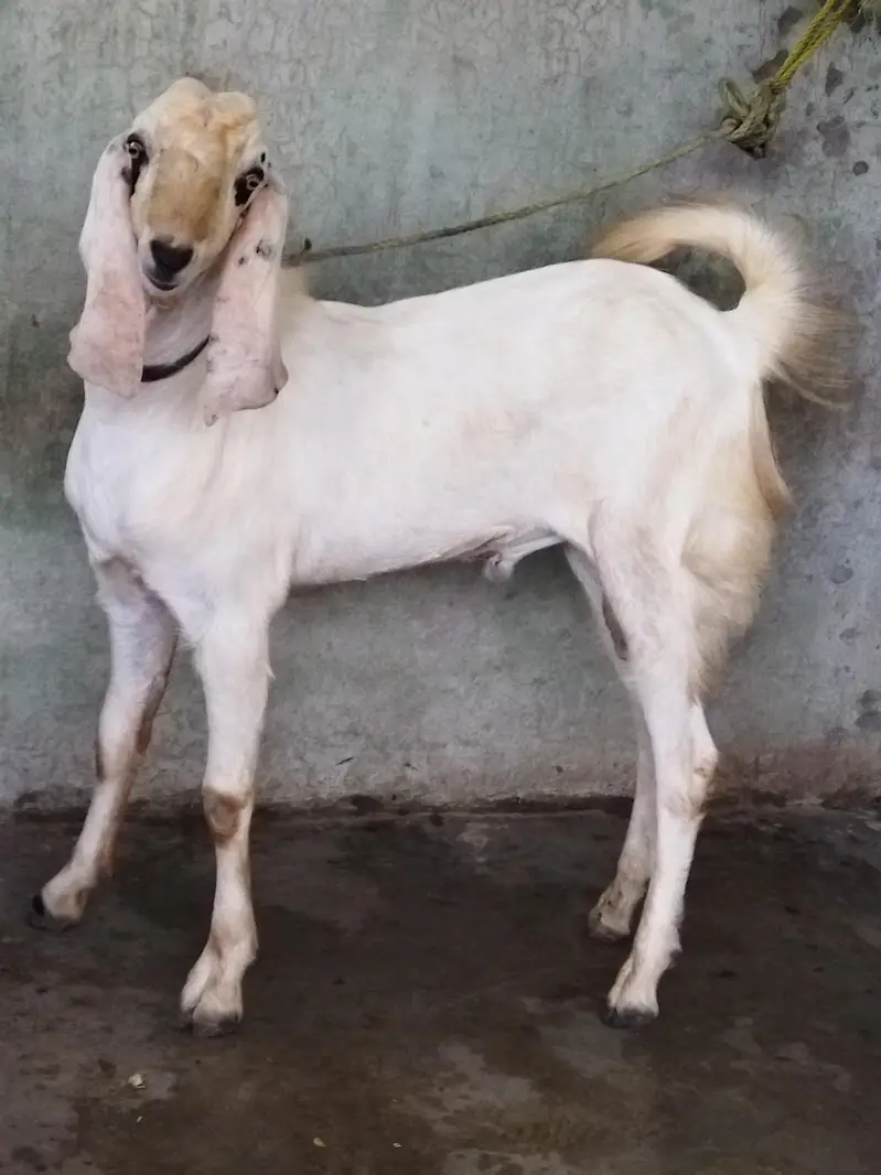 Beautiful Bakra — photo 2
