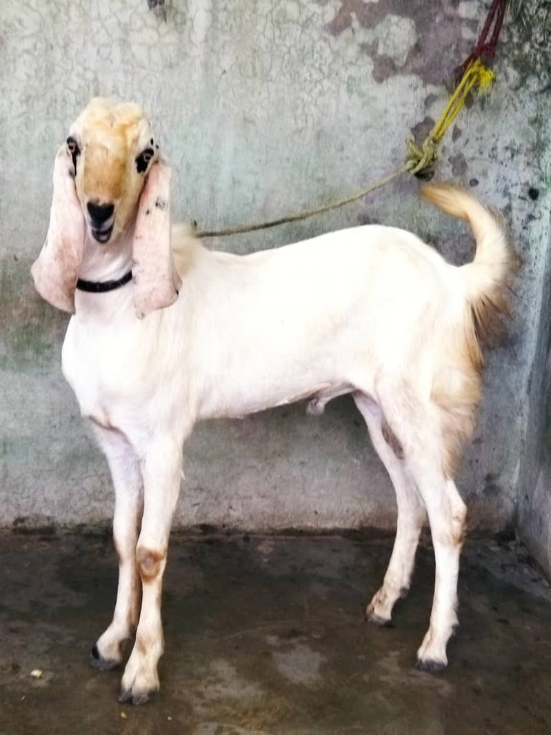 Beautiful Bakra 2