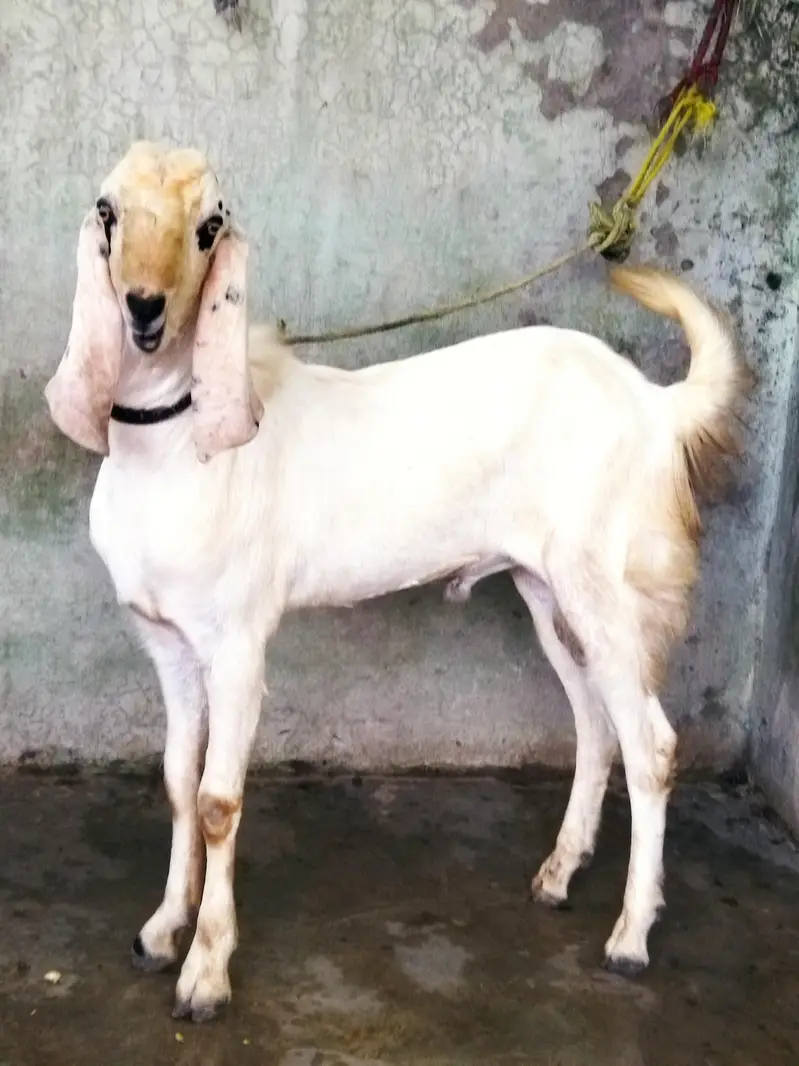 Beautiful Bakra — photo 3