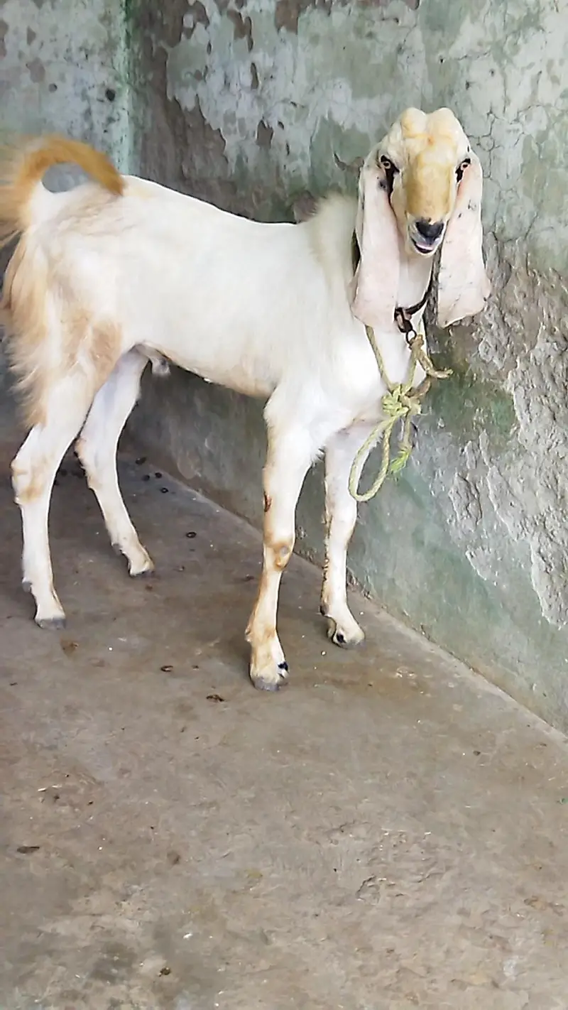 Beautiful Bakra — photo 4