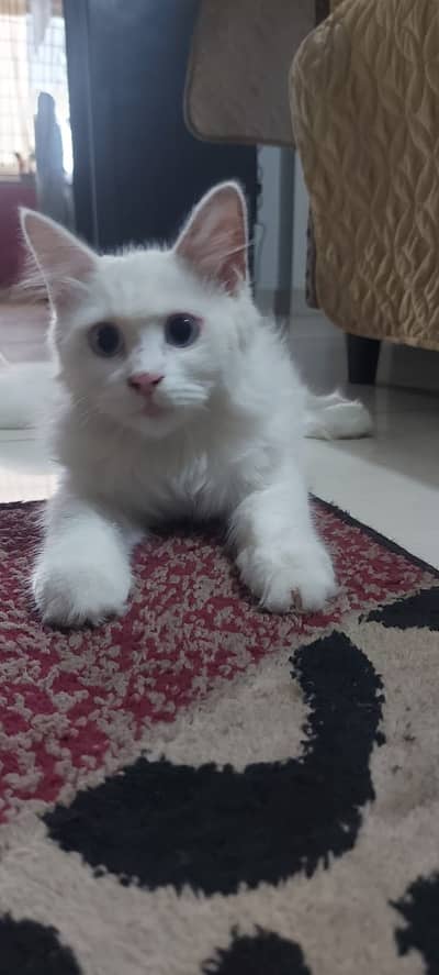 Beautiful White Turkish Angora Mix Male Cat for Sale (1.5 Year Old)