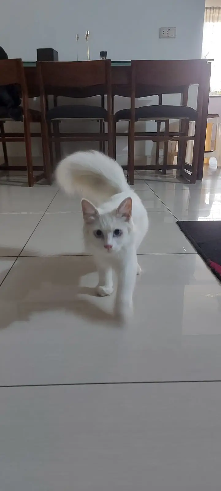 Beautiful White Turkish Angora Mix Male Cat for Sale (1.5 Year Old) — photo 2