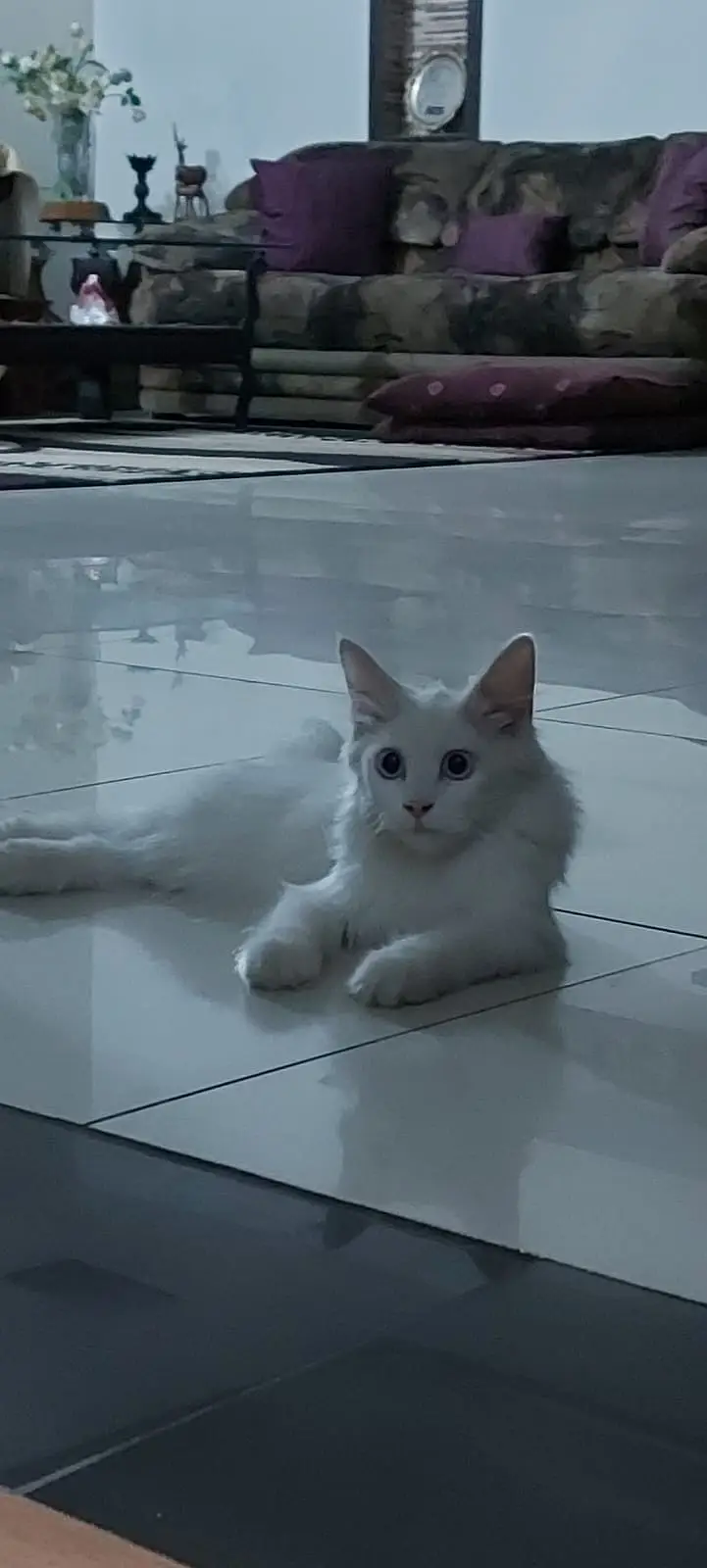 Beautiful White Turkish Angora Mix Male Cat for Sale (1.5 Year Old) — photo 3