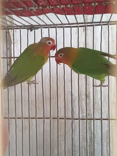 green fisher pair with cage