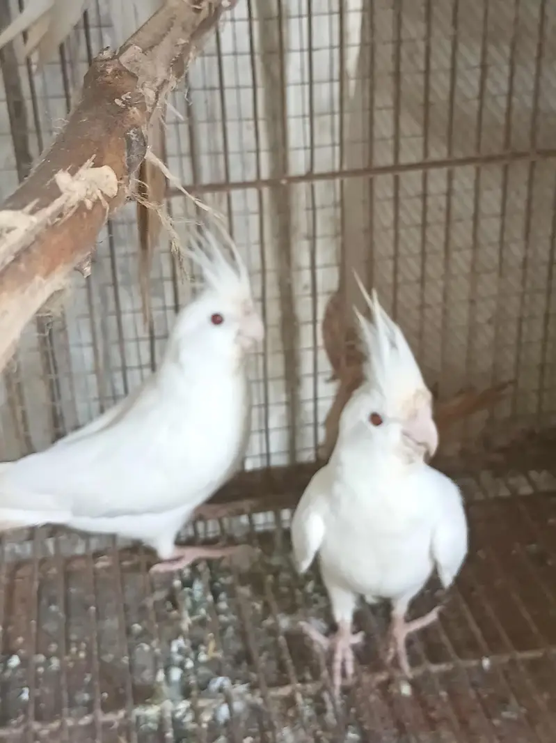 green fisher pair with cage — photo 2