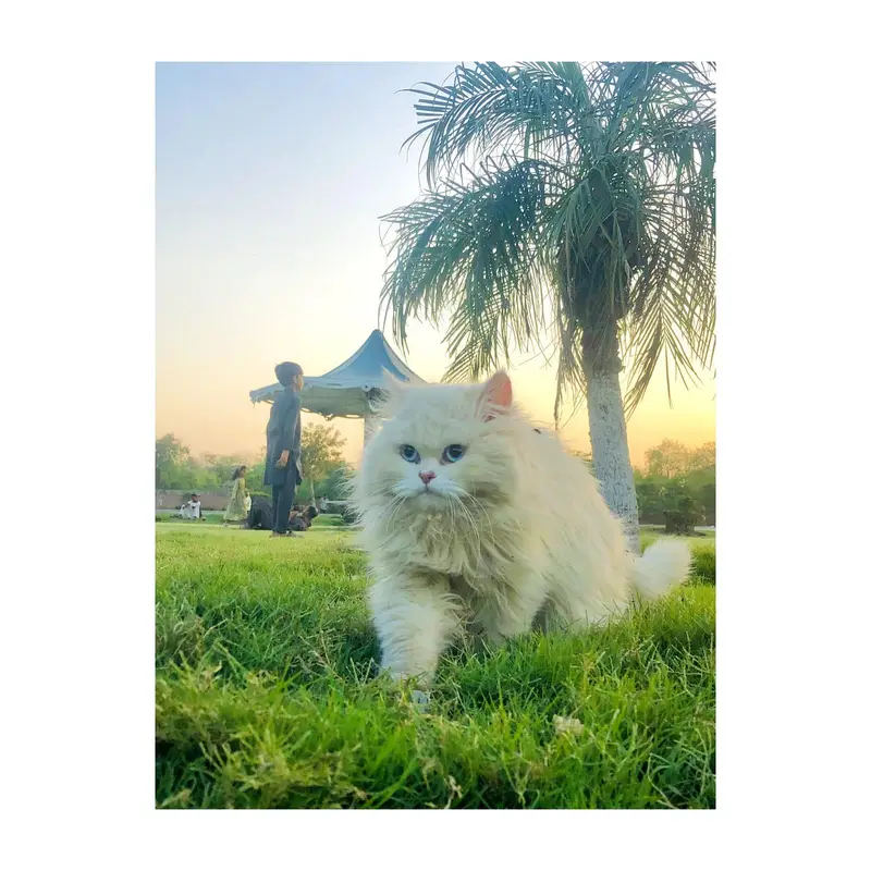 cash on delivery Persian kitten cats — photo 6