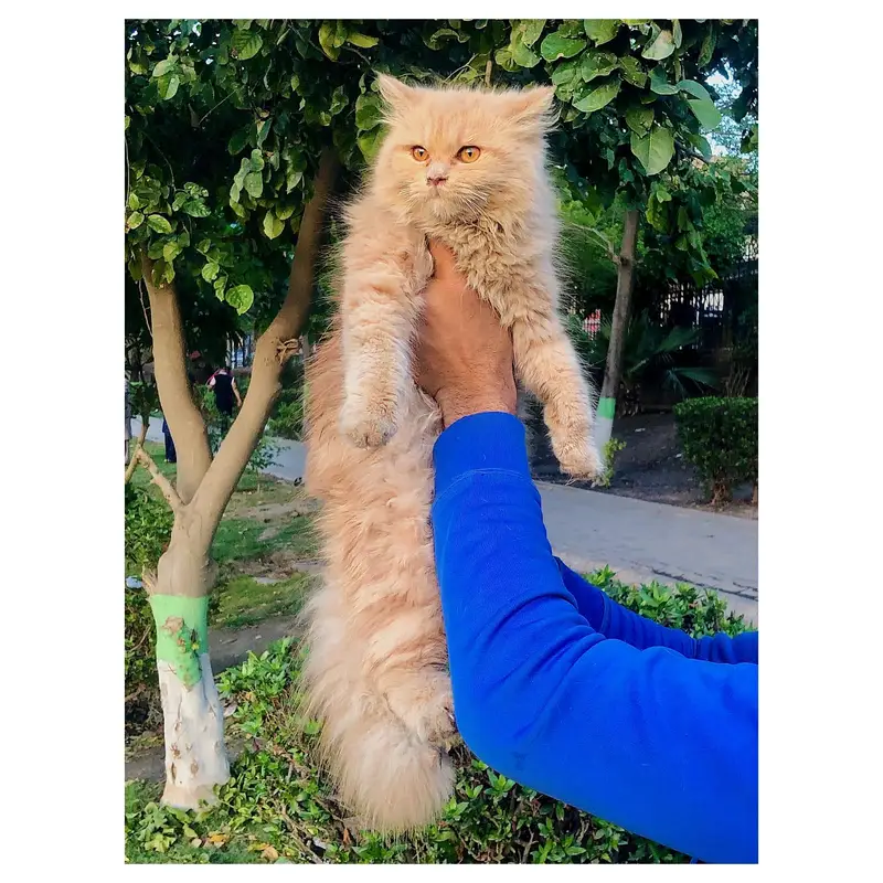 cash on delivery Persian kitten cats — photo 8