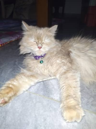 persian triple coat cat & kittens