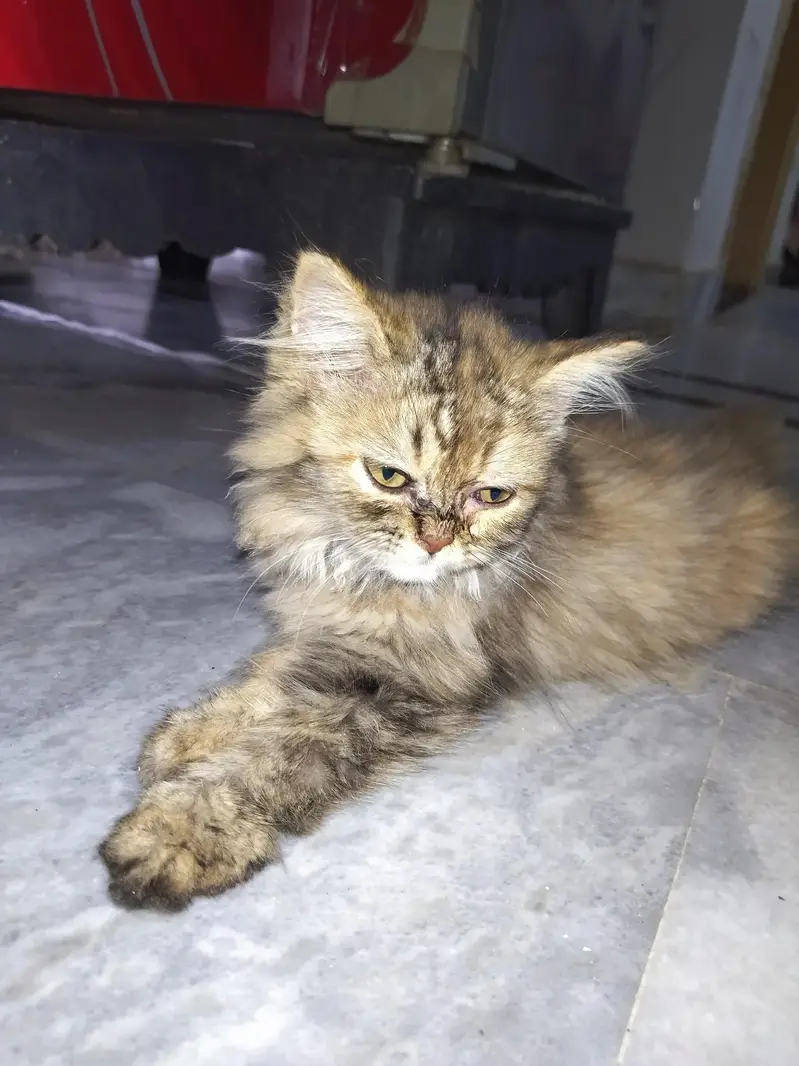 persian triple coat cat & kittens — photo 2