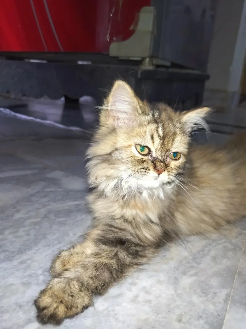 persian triple coat cat & kittens — photo 3