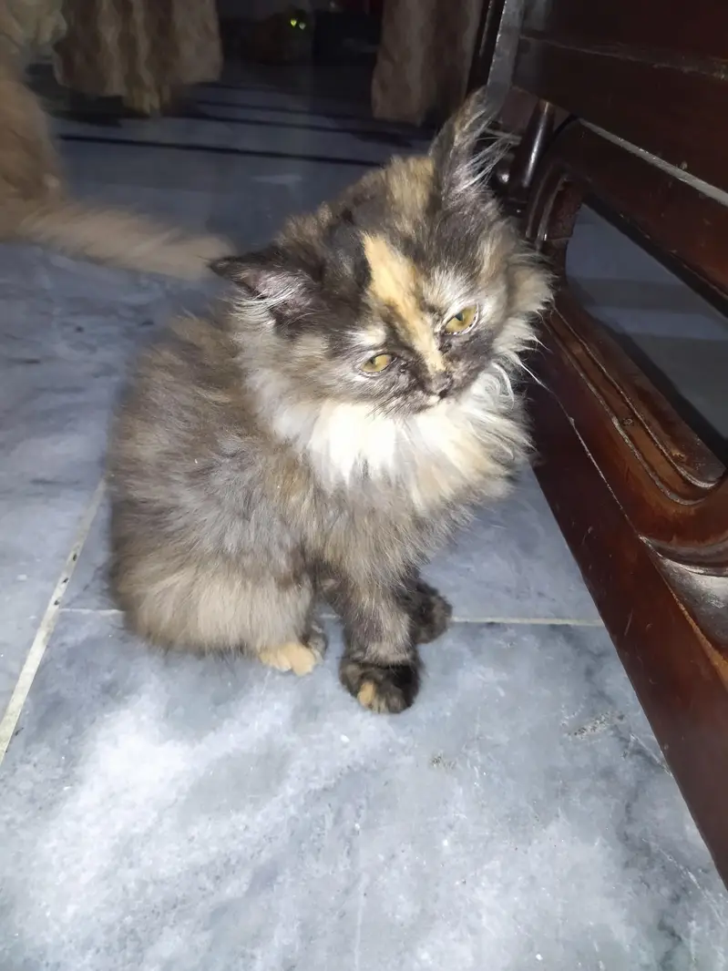 persian triple coat cat & kittens — photo 4